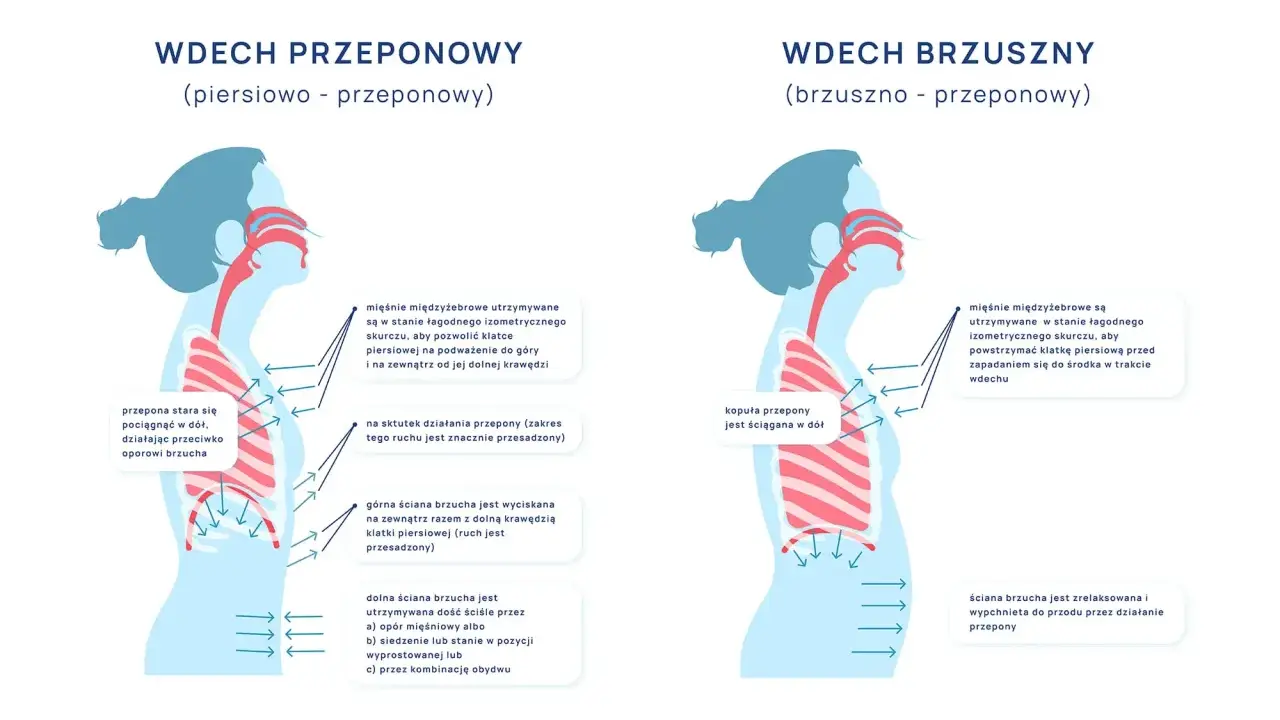 Ilustracja pokazuje dwa rodzaje wdechu: przeponowy i brzuszny. Wdech przeponowy angażuje przeponę, która opada, ułatwiając oddychanie.