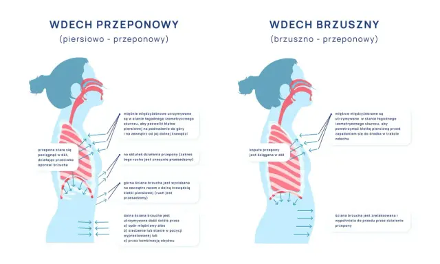 Ilustracja pokazuje dwa rodzaje wdechu: piersiowo-przeponowy, gdzie przepona stara się pociągnąć w dół, oraz brzuszny, gdzie kopuła przepony jest ściągana w dół.