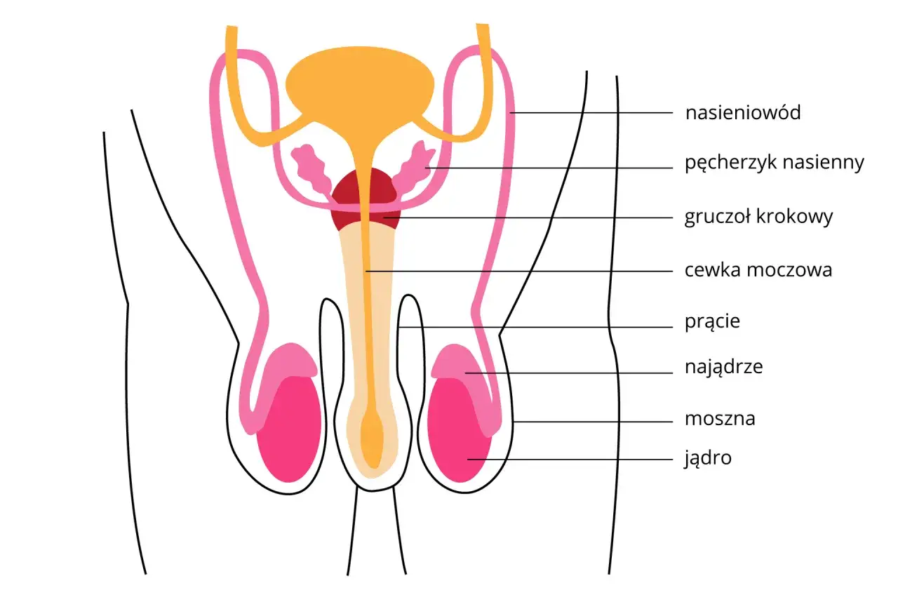 Anatomia męskiego układu rozrodczego. Zwróć uwagę na nasieniowód, który może być objęty stanem zapalnym.