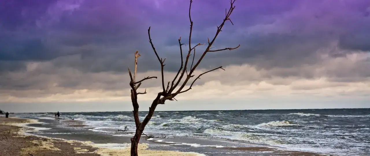 Mroczna plaża z uschniętym drzewem i falami. Kiedy najlepiej jechać nad morze po jod? Jesienią, gdy powietrze jest rześkie i nasycone minerałami.